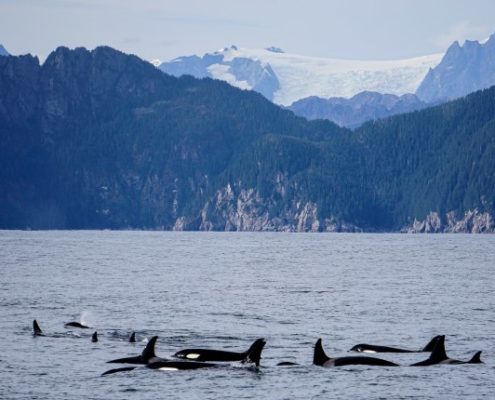 Orcas in Alaska Erleben