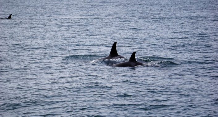 Orcas in Alaska Erleben – soulcover-clothing.de