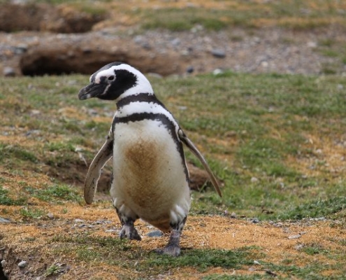 Allein unter Pinguinen – die Isla Magdalena