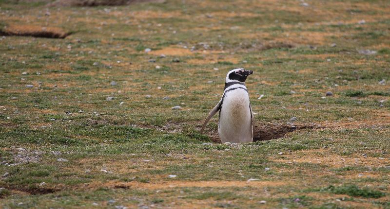 Von-Punta-Arenas-zu-den-Pinguinen-1